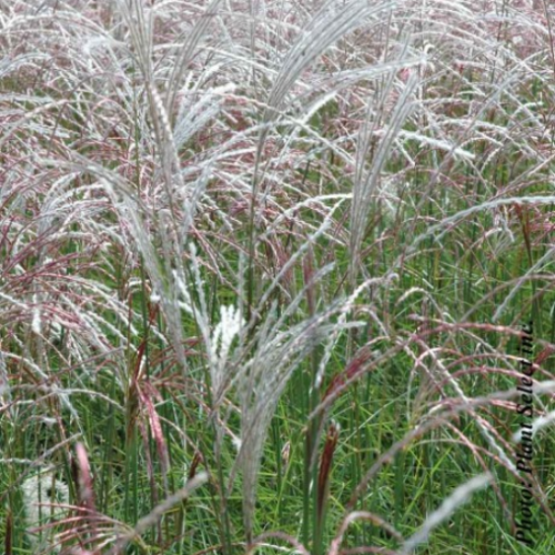 Miscanthus 'Kleine Fontaine' 