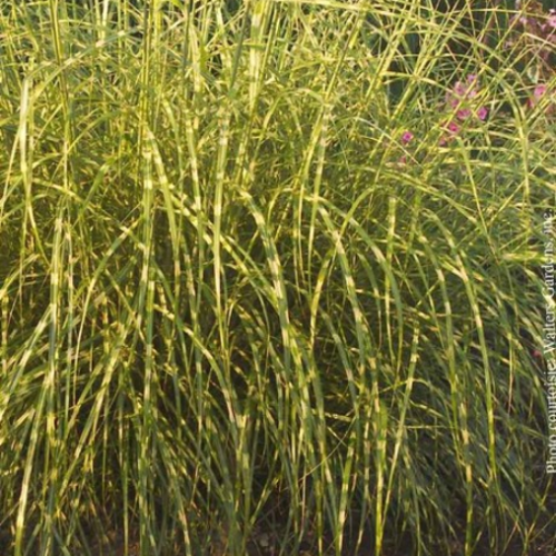 Miscanthus 'Little Zebra'
