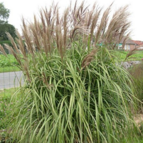 Miscanthus 'Malepartus'