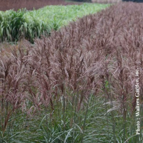 Miscanthus sinensis 'Oktoberfest'