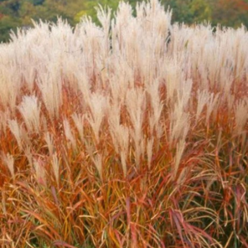 Miscanthus 'Purpurescens'
