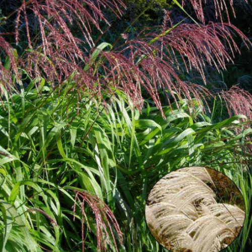 Miscanthus giganteus - 2g