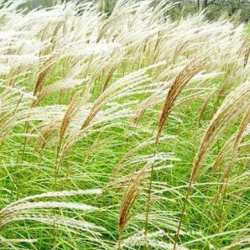 Miscanthus sinensis 'Sarabande'