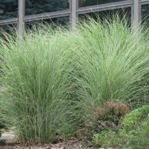 Miscanthus 'Silberfeder'