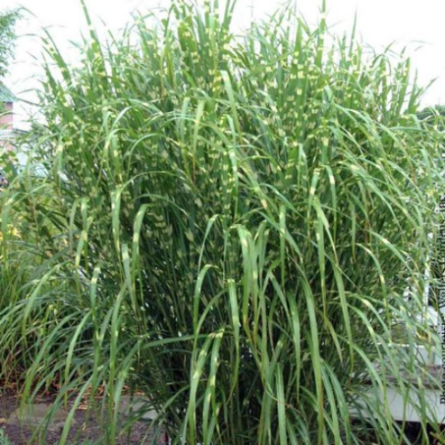 Miscanthus sinensis 'Strictus'