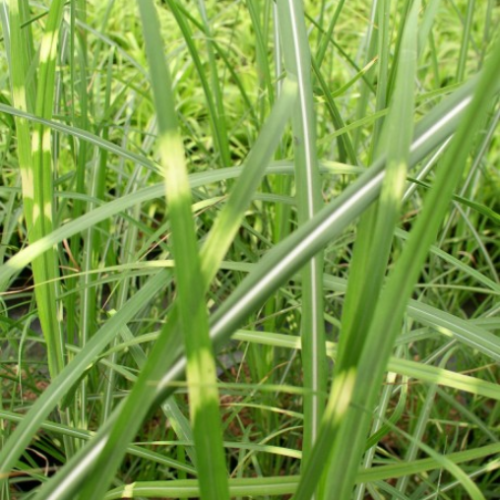 Miscanthus 'Zebrinus'- 1g
