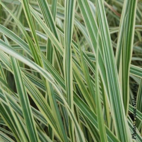 Molinia Variegata - 1g