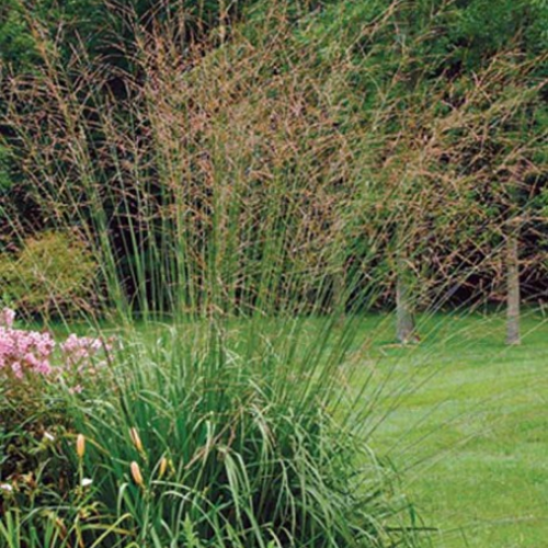 Molinia caerulea ssp arundinacea 'Skyracer'
