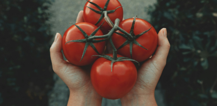 Qu'est-ce que la nécrose apicale de la tomate ?