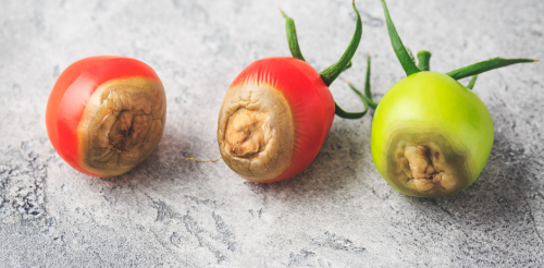 Qu'est-ce que la nécrose apicale de la tomate ?