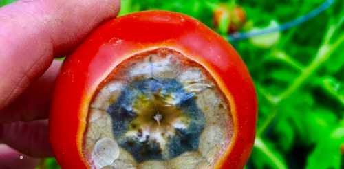Qu'est-ce que la nécrose apicale de la tomate ?