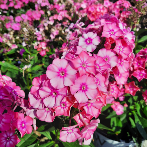 Phlox Luminary 'Pink Lightning'