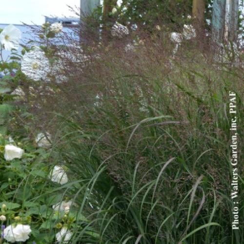 Panicum 'Apache Rose'
