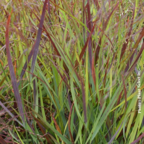 Panicum 'Cheyenne Sky'