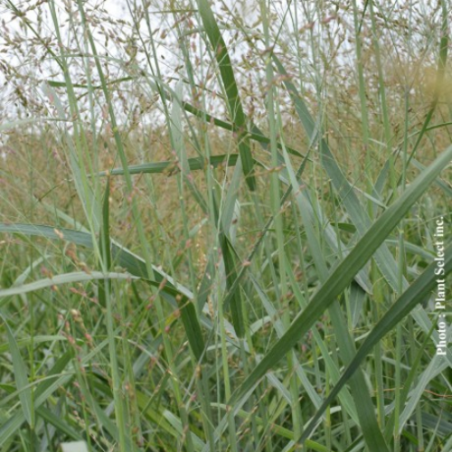 Panicum 'Heavy Metal' 