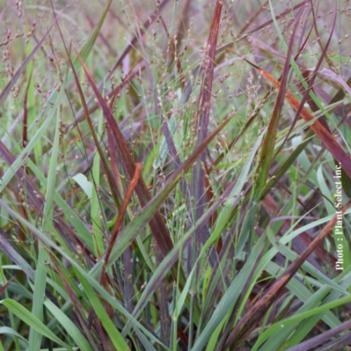Panicum 'Hot Rod'