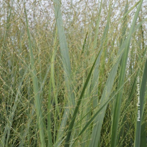 Panicum 'Northwind'