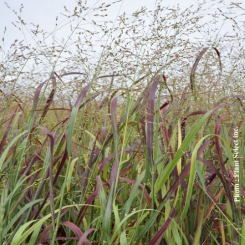 Panicum 'Prairie Fire'