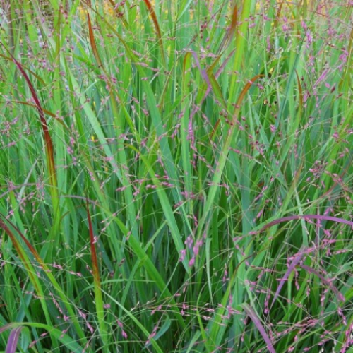 Panicum virgatum 'Shenandoah'