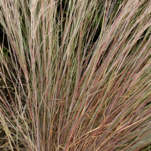 Schizachyrium 'Prairie Blues' - 1g