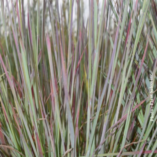 Schizachyrium 'Standing Ovation' - 1g