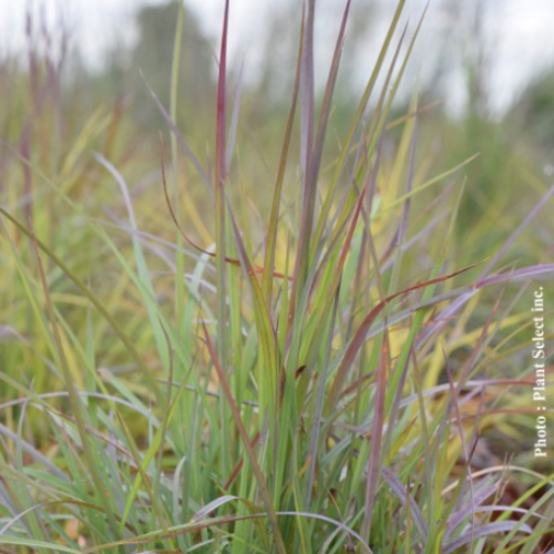 Schizachyrium 'Twilight Zone' - 1g