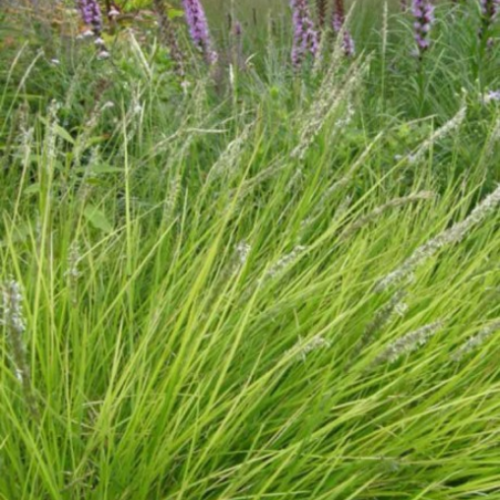 Sesleria 'Autumnalis'