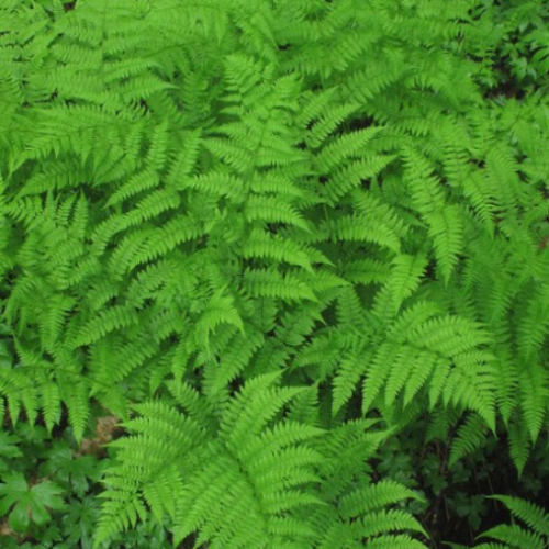 Athyrium 'Filix-femina'