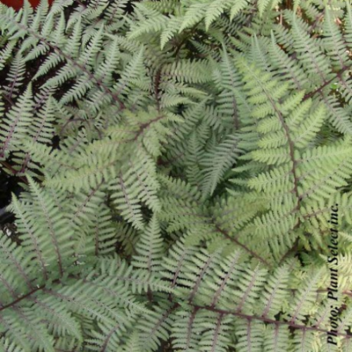 Athyrium x 'Ghost' - 1g