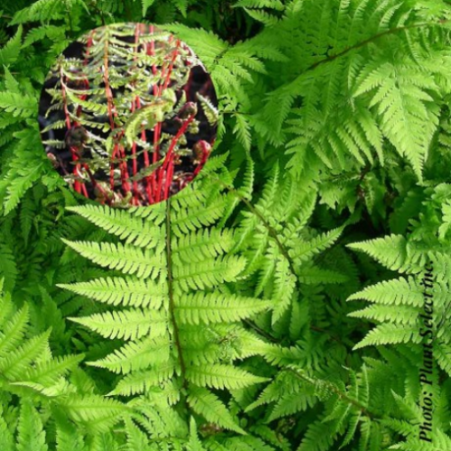 Athyrium 'Lady in Red'
