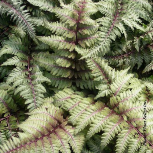 Athyrium nipponicum 'Pictum' - 1g