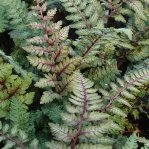Athyrium nipponicum 'Regal Red' - 1g