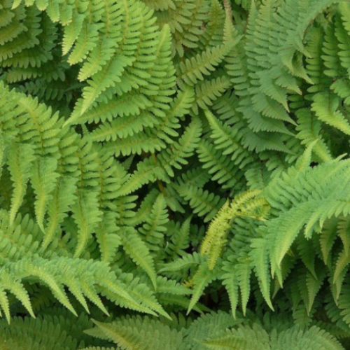 Dryopteris marginalis - 1g