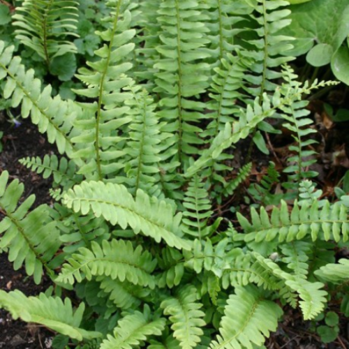 Polystichum acrostichoides - 1g