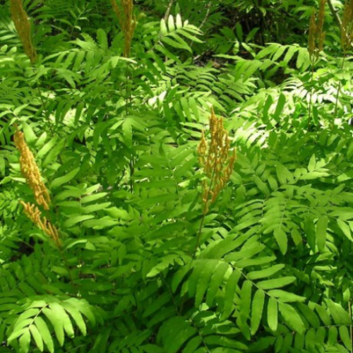 Osmunda regalis - 1g