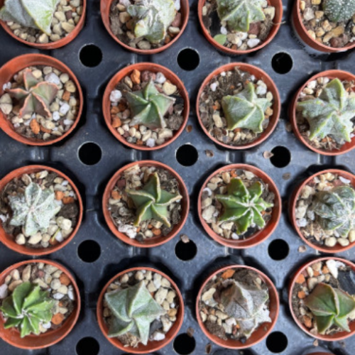 Astrophytum mixtes - 1,75"