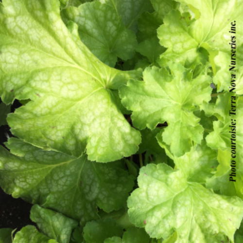 Heuchera 'Lemon Supreme' - 1g