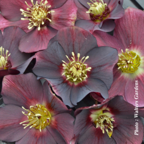 Helleborus 'Rome In Red' - 1g