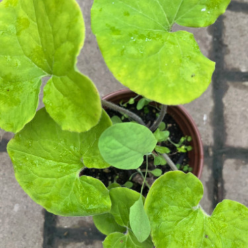 Asarum canadense 