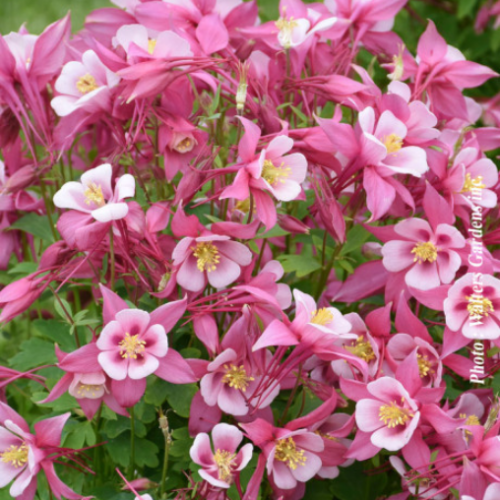 Aquilegia kirigami 'Rose and Pink'