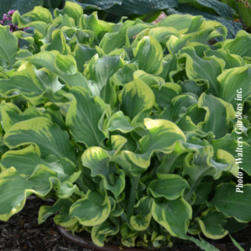 Hosta Shadowland 'Wheee' - 1g