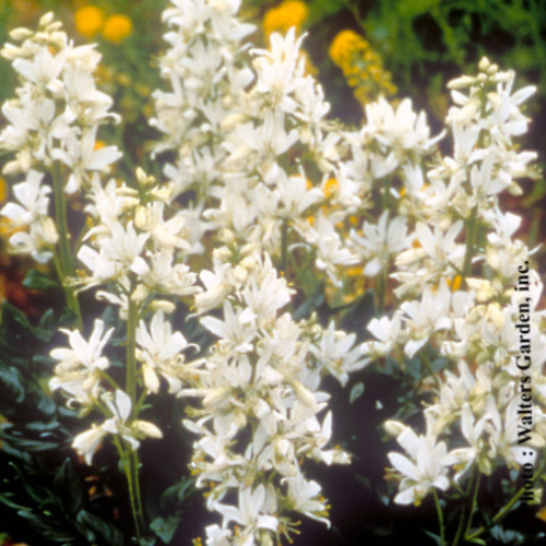 Dictamnus albus Albiflorus - 9cm