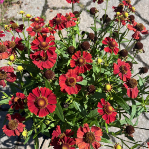 Helenium 'HayDay Red'