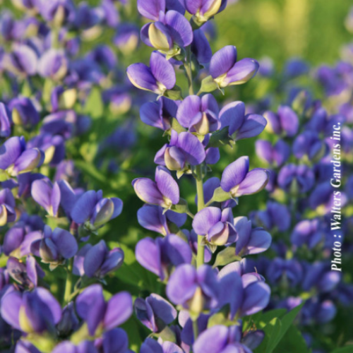 Baptisia Decadence 'Blueberry Sundae' - 2g
