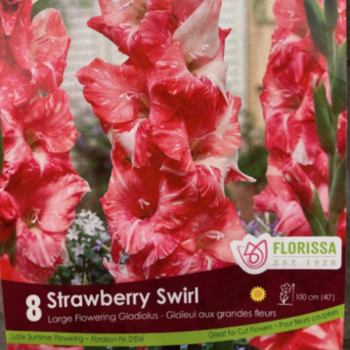 Bulbes de Glaïeul 'Strawberry Swirl'