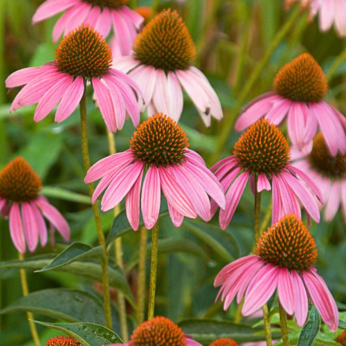Echinacea purpurea - 1g