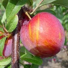 Prunier Japonais 'Vampire' - 7g