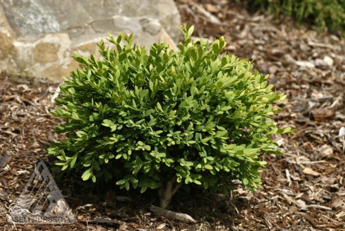 Buxus sempervirens 'Mont Bruno' - 1g
