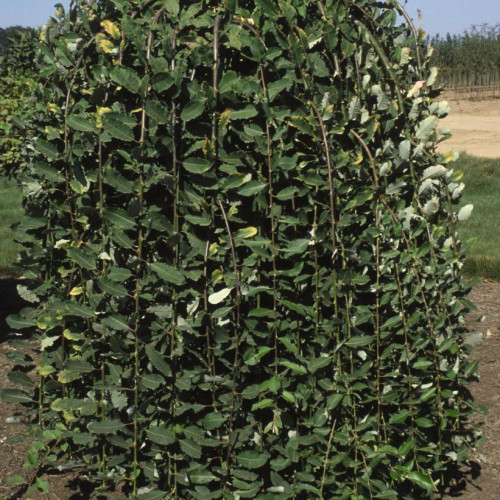 Salix Caprea 'Pendula'