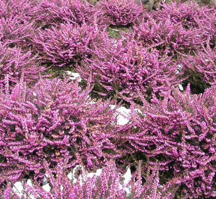Erica x darleyensis 'Kramer's Red' 
